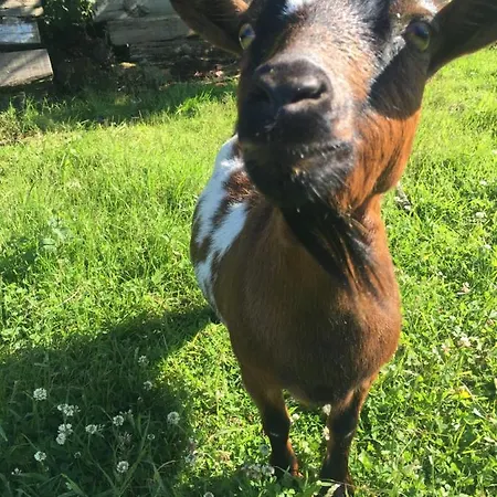 Lantställe Ak-55 Rural House