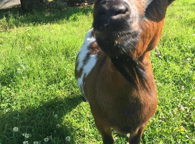 Landhaus Ak-55 Rural House